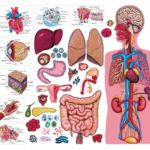 humanbody04